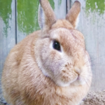 管理うさぎ